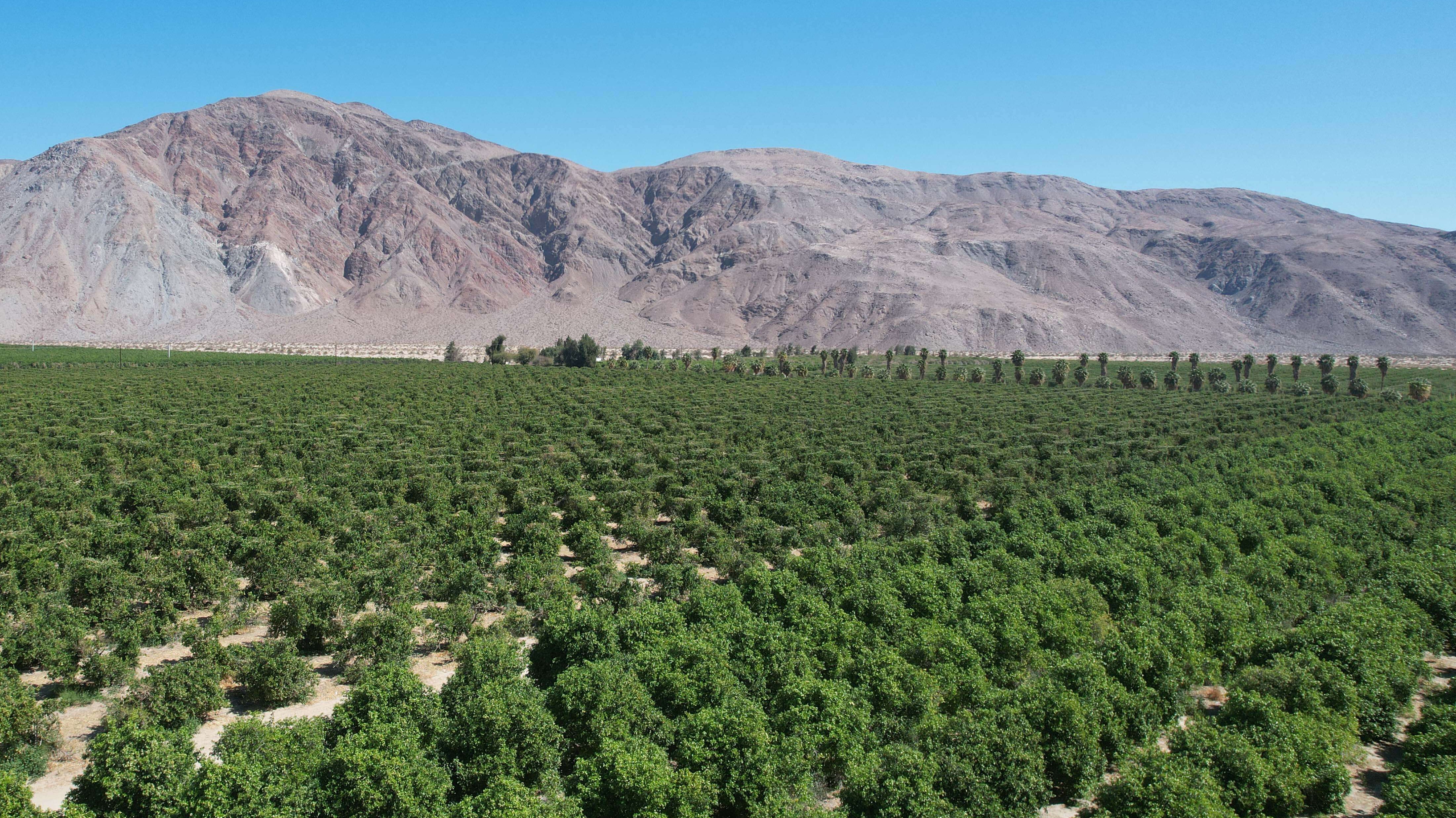 Visit the California Grapefruit Farm Behind FICKS Paloma & Grapefruit Hard Seltzer