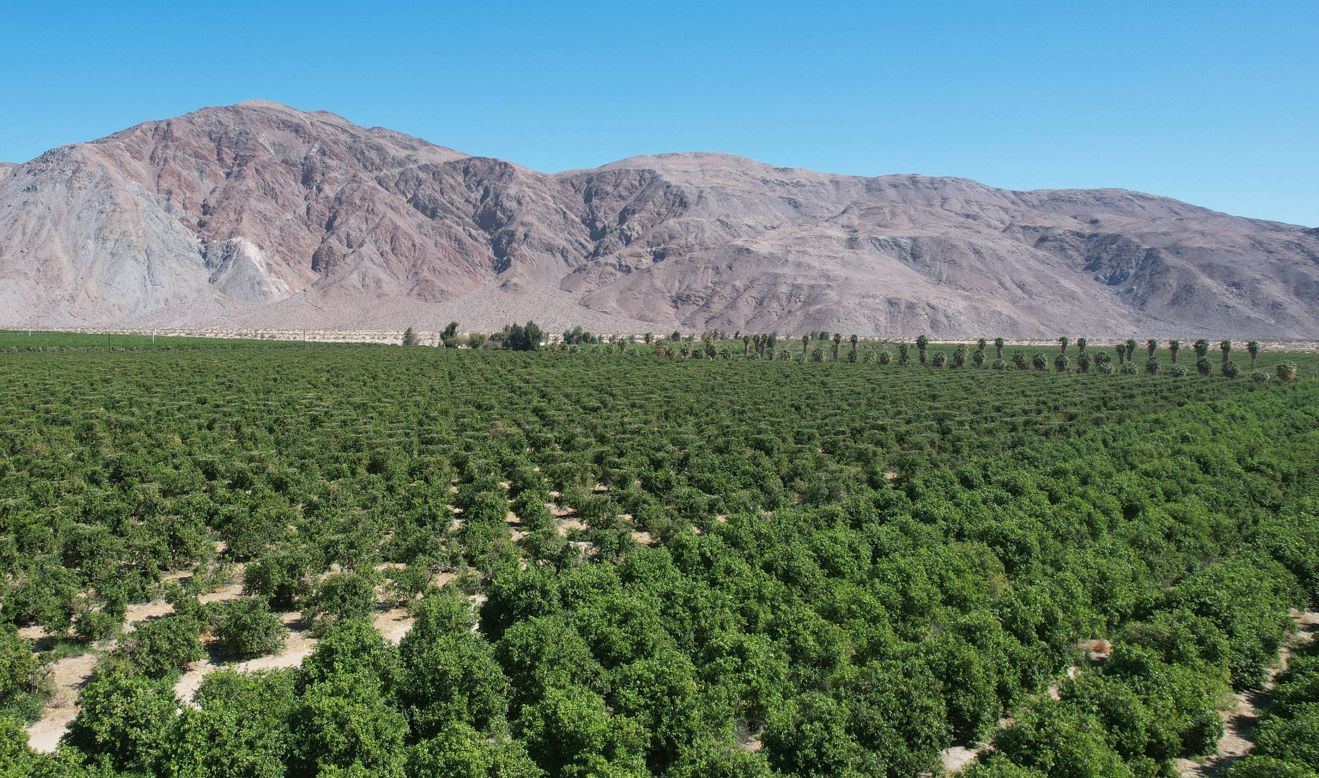 Visit the California Grapefruit Farm Behind FICKS Paloma & Grapefruit Hard Seltzer